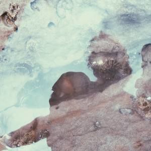 Meet your Posher, Charles